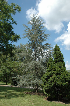 Cedrus atlantica 'Glauca' (Blue Atlas Cedar)