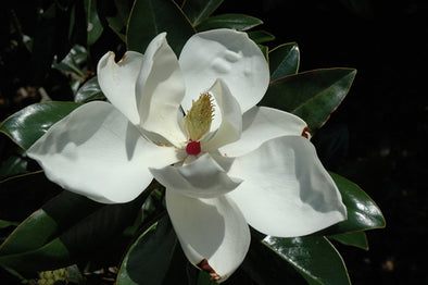 Magnolia grandiflora 'Victoria'