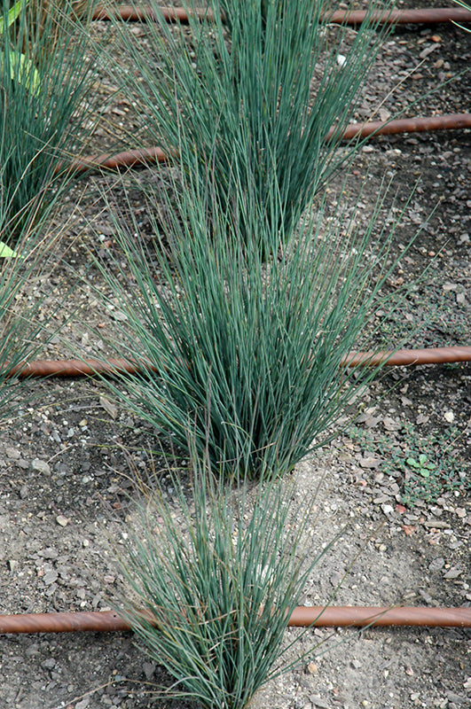 Juncus tenuis 'Blue Dart' (Blue Dart Rush)