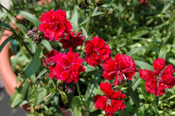 Dianthus 'Dynasty Red'