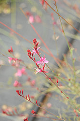 Gaura lindheimeri 'Bantam Iris Pink' (Bantam Iris Pink Gaura)