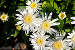 Leucanthemum x superbum 'Double Angel Daisy'