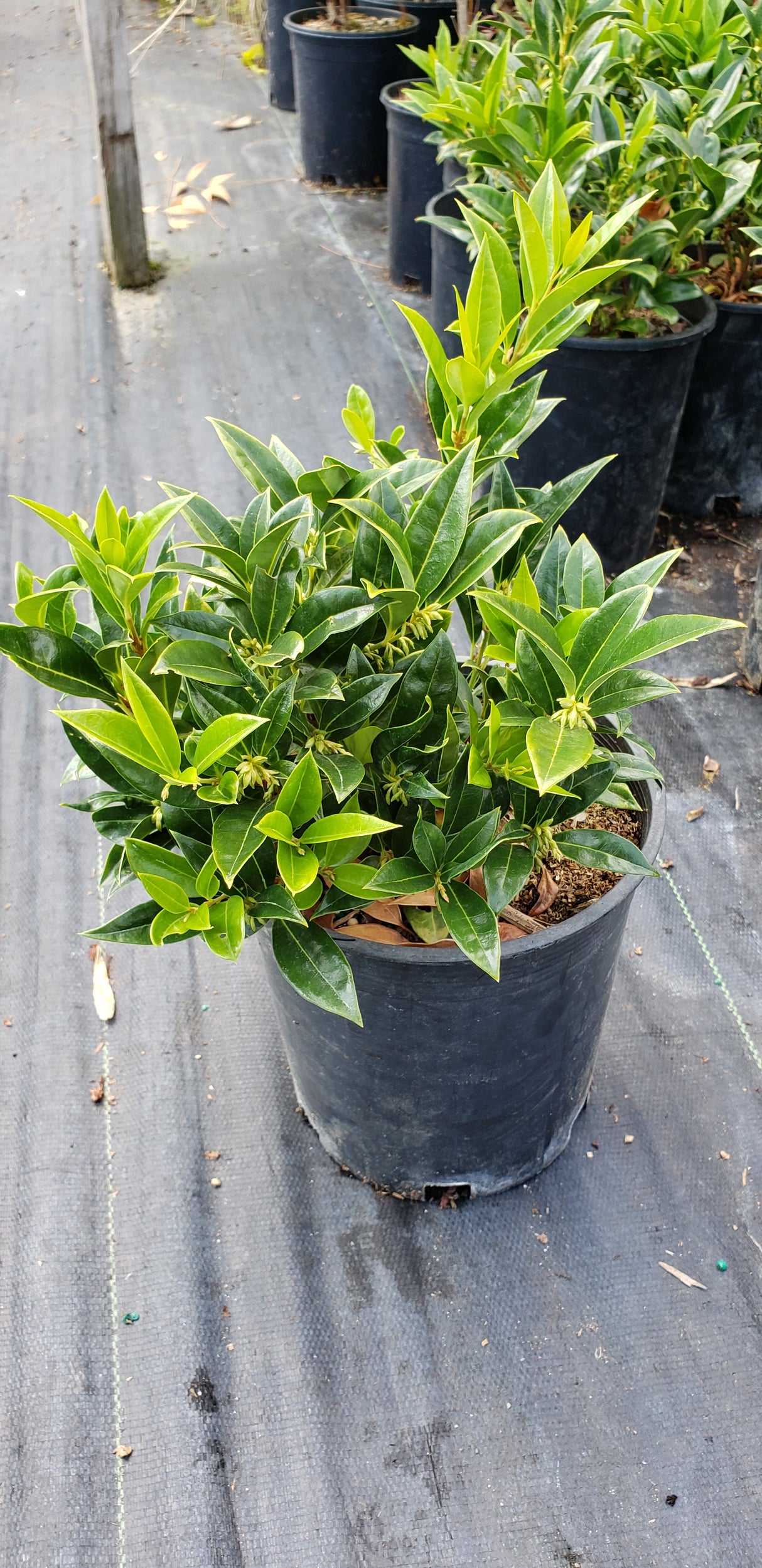 Sarcococca hookeriana 'Sarsid 2' (Fragrant Mountain Sweet Box)