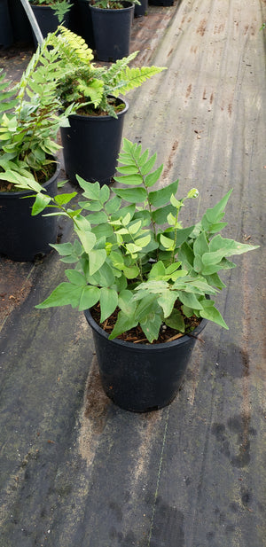 Cyrtomium falcatum