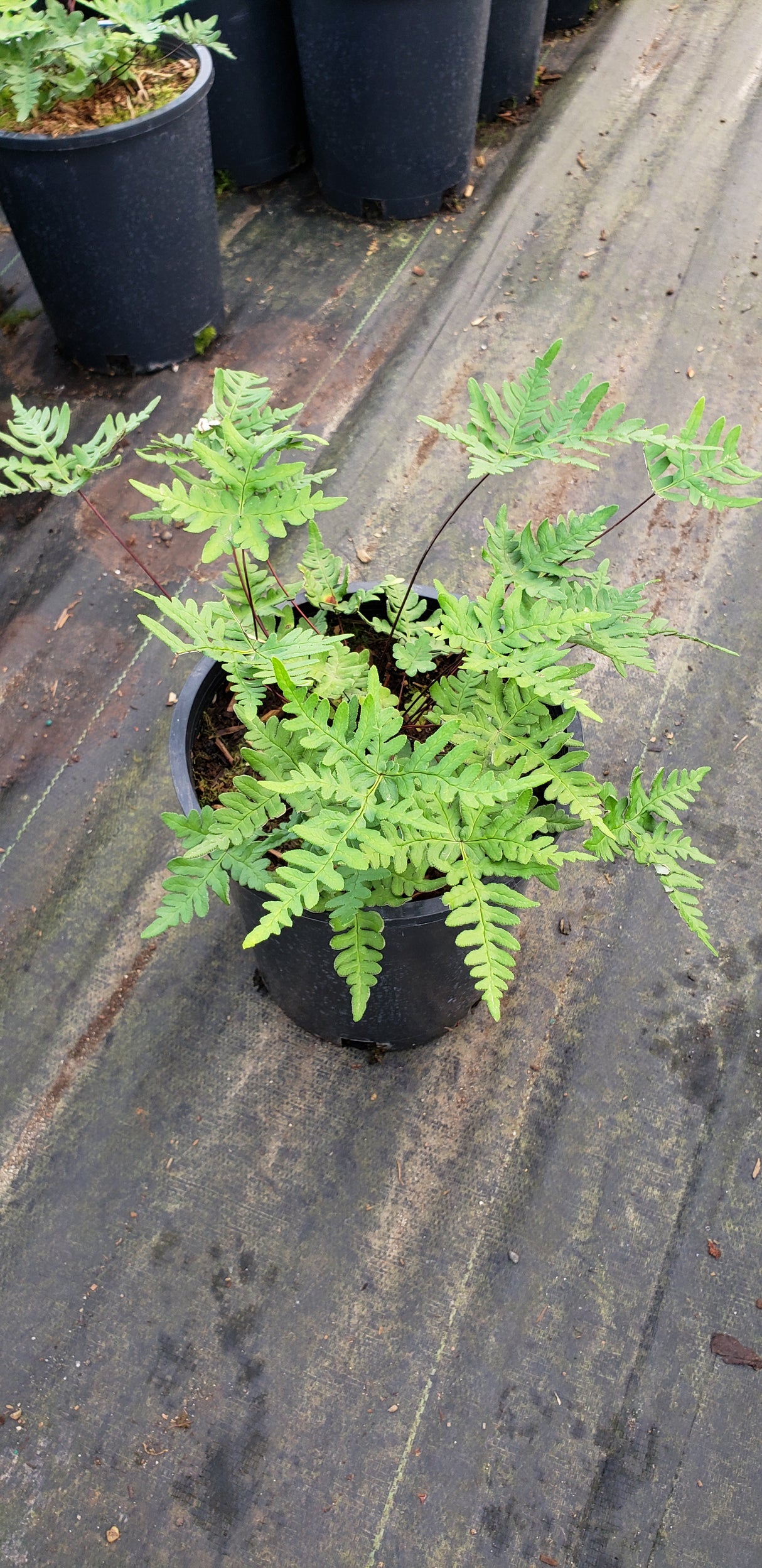 Cheilanthes argentea