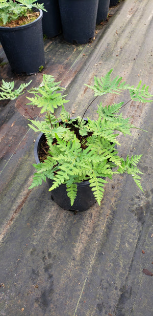 Cheilanthes argentea