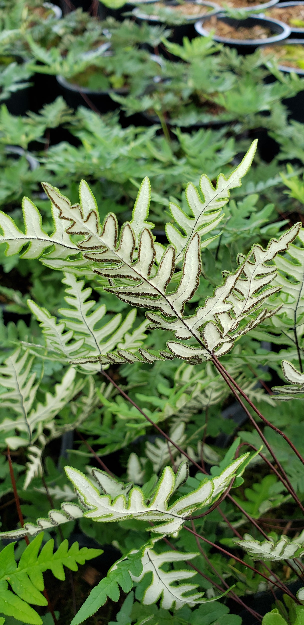 Cheilanthes argentea