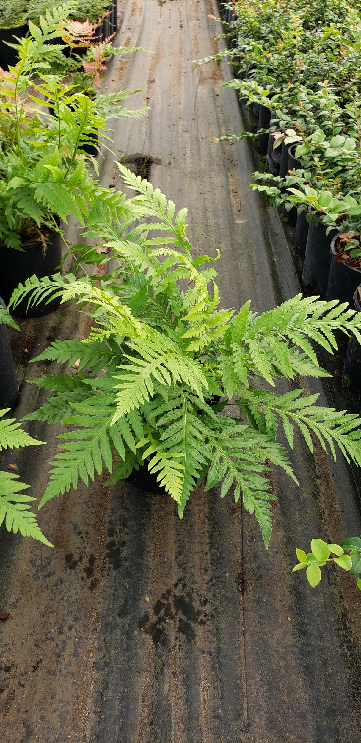 Woodwardia fimbriata (Giant Chain Fern)