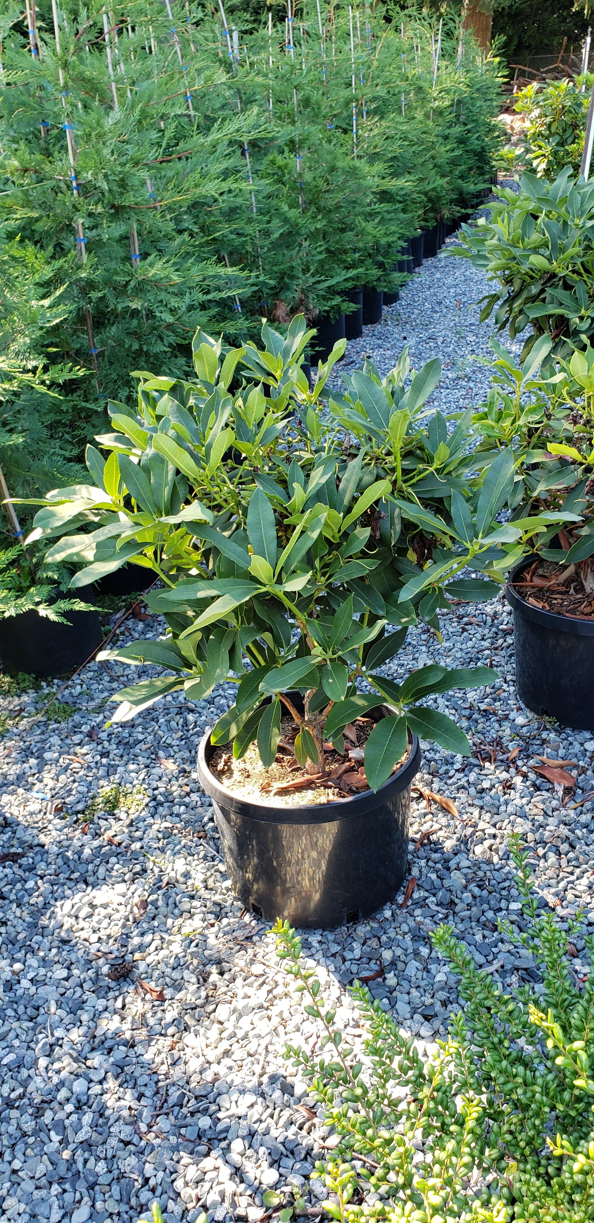 Rhododendron 'Cotton Candy' – Green Thumb Nurseries