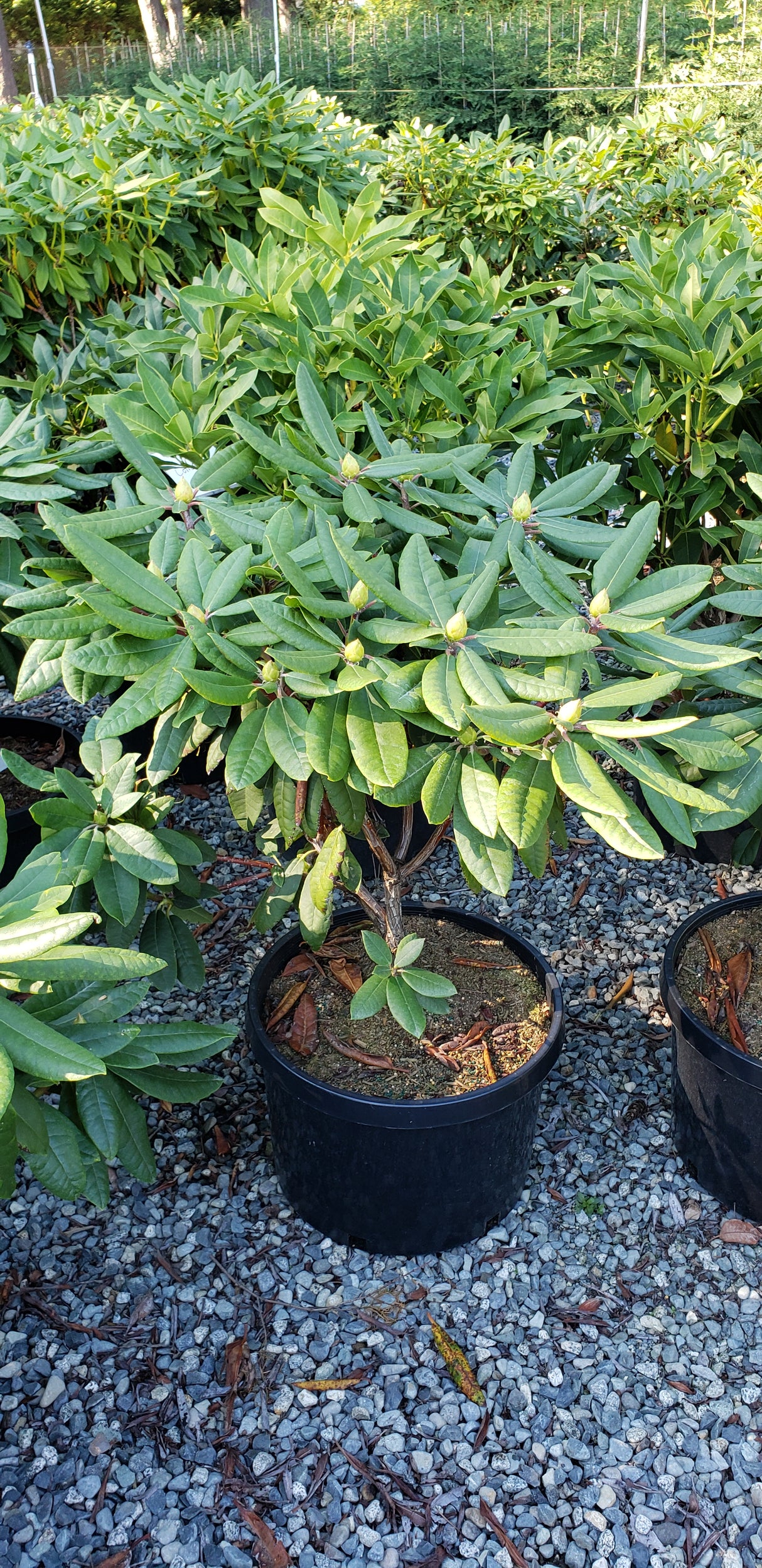 Rhododendron 'Hachmann's Feuerschein'