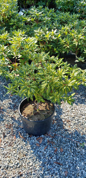 Rhododendron 'President Roosevelt'