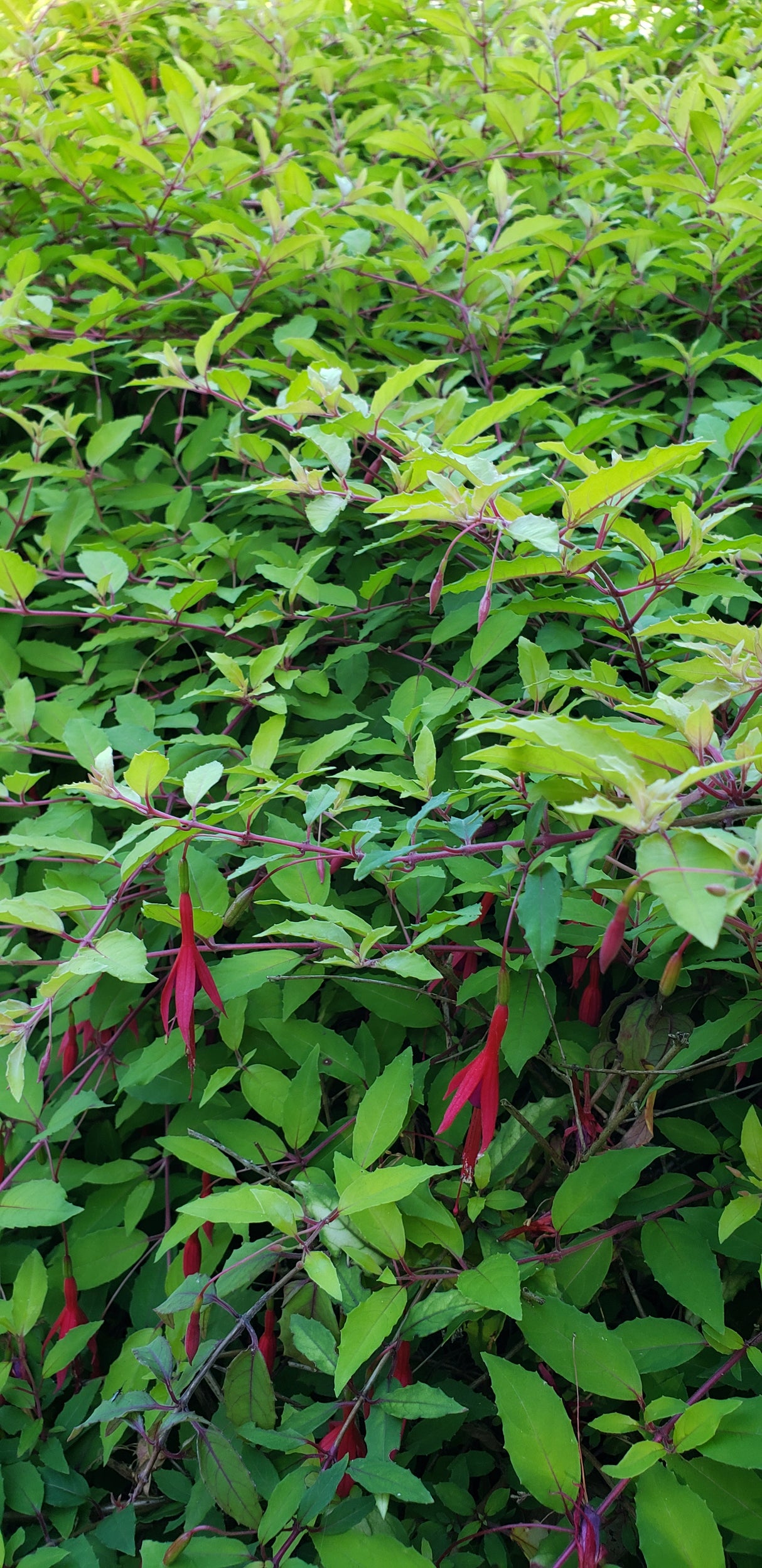 Fuchsia magellanica 'Aurea'