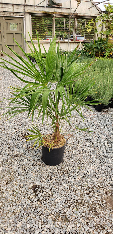 Trachycarpus fortunei (Windmill Palm)