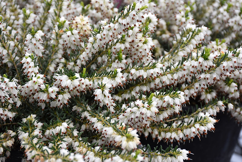 Erica x darlyensis 'Alba'
