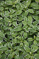 Alstroemeria psittacina 'Variegata' (Variegated Parrot Feather)