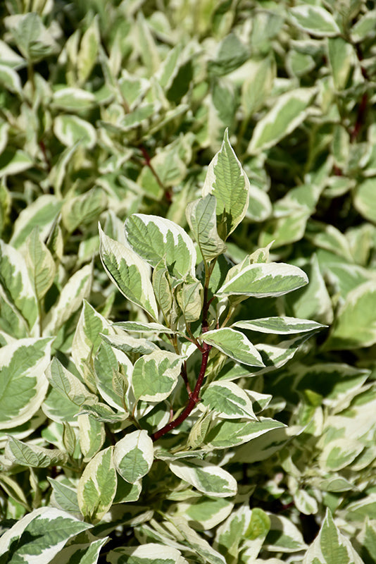 Cornus alba 'Argenteo Marginata' (Argenteo Marginata Dogwood)