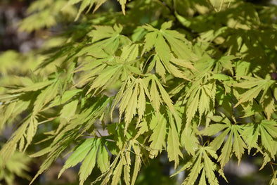 Acer palmatum 'Omure Yama' (Japanese Maple)