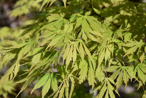 Acer palmatum 'Omure Yama'