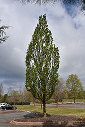 Liriodendron tulipifera 'Arnold' (Columnar Tulip Tree)