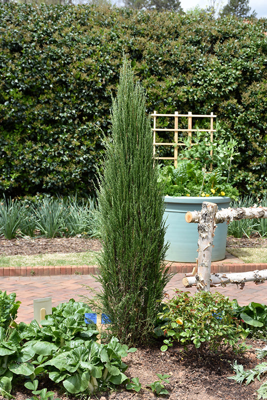 Juniperus scopulorum 'Blue Arrow'