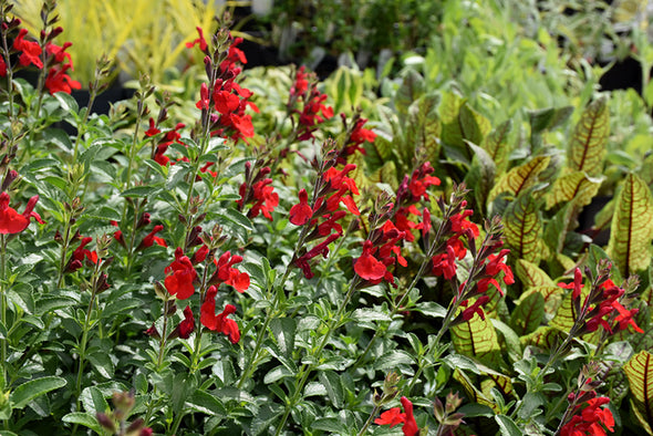 Salvia greggii 'Radio Red'