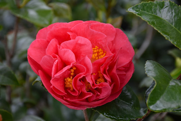 Camellia japonica 'Kramer's Supreme'