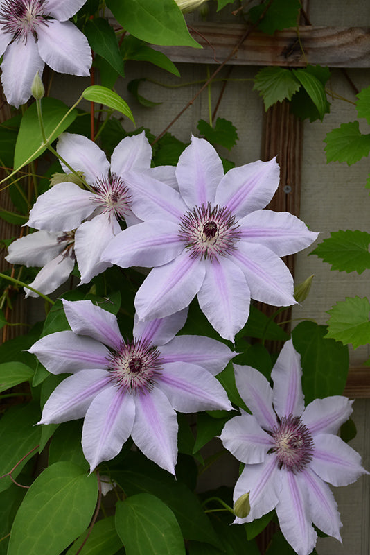 Clematis lanuginosa 'Nelly Moser'