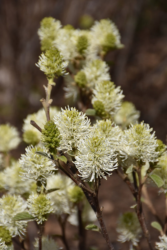 Fothergilla major 'Mt. Airy'