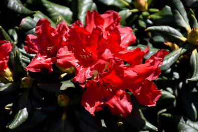 Rhododendron 'Baden Baden'