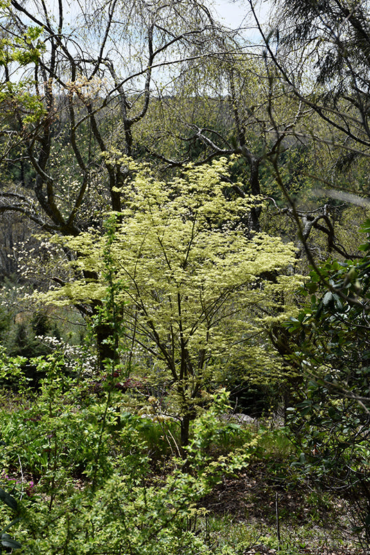 Acer palmatum 'Shigitatsu Sawa' (Japanese Maple)