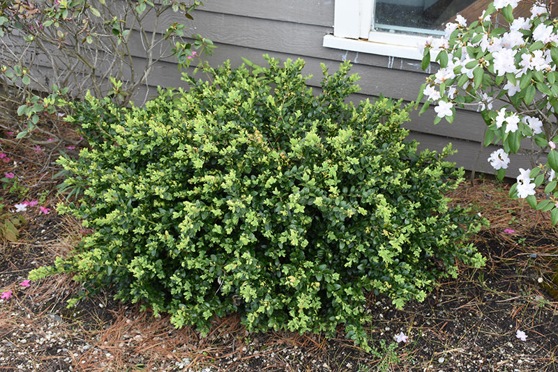 Buxus 'Green Beauty' (Boxwood)