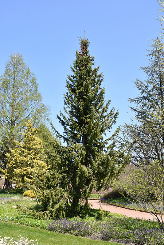 Picea omorika (Serbian Spruce)