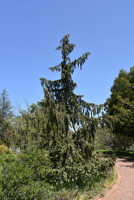 Chamaecyparis nootkatensis 'Pendula' (Weeping Nootka Cypress)