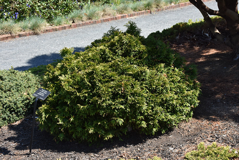 Thuja plicata 'Grune Kugel' (Grune Kugel Arborvitae)