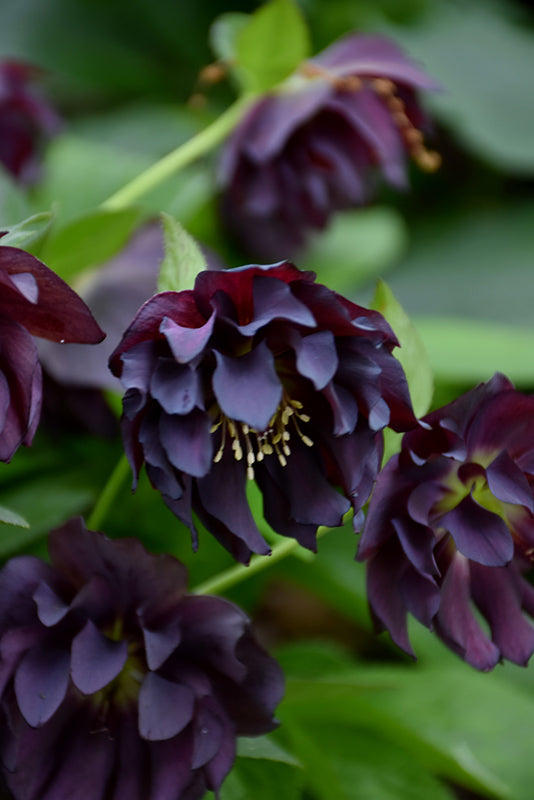 Helleborus 'Onyx Odyssey'
