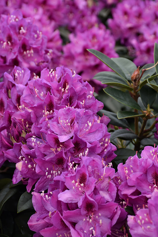 Rhododendron 'Anah Kruschke'  Green Thumb Nurseries