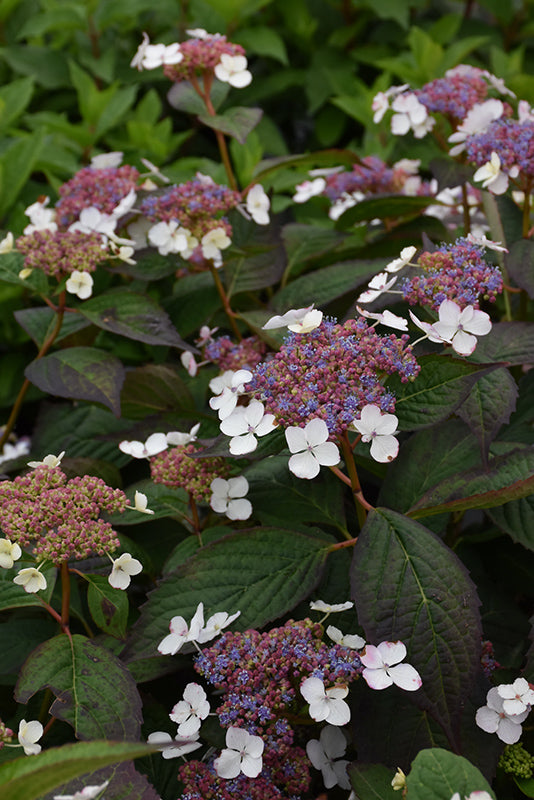 Hydrangea serrata 'Bluebird'