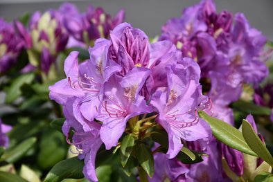 Rhododendron catawbiense 'Boursault'