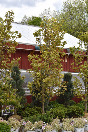 Acer pseudoplatanus 'Eskimo Sunset' (Sycamore Maple)