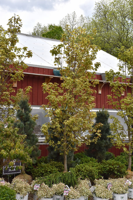 Acer pseudoplatanus 'Eskimo Sunset' (Sycamore Maple)