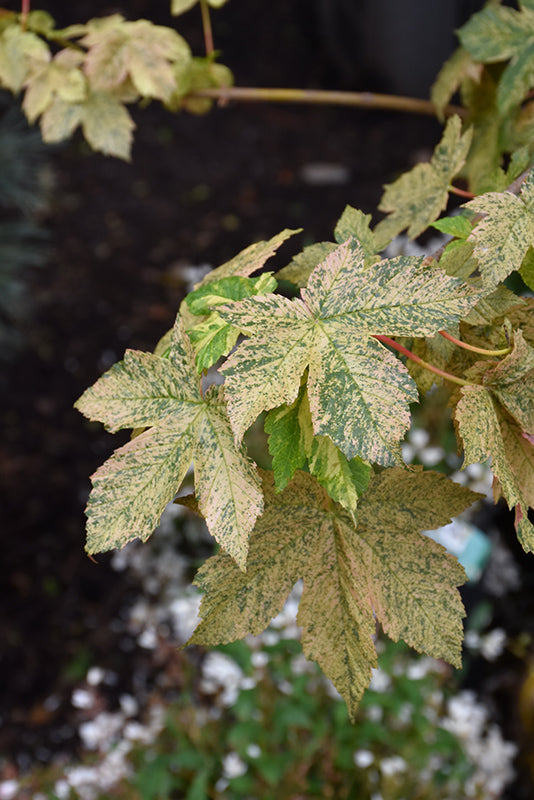 Acer pseudoplatanus 'Eskimo Sunset' (Sycamore Maple)