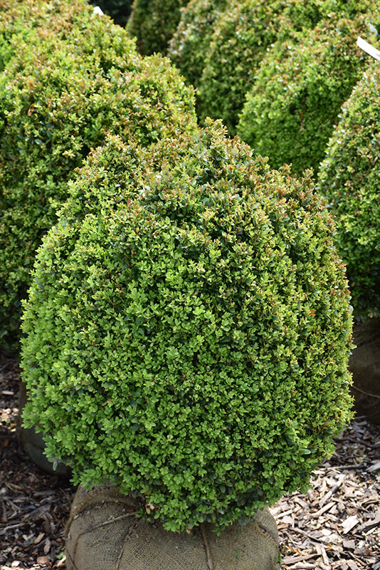 Buxus sempervirens 'Suffruticosa' (Dwarf English Boxwood)