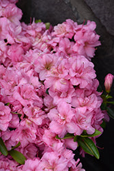 Azalea japonica 'Rosebud'