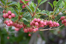 Enkianthus campanulatus (Redvein Enkianthus)