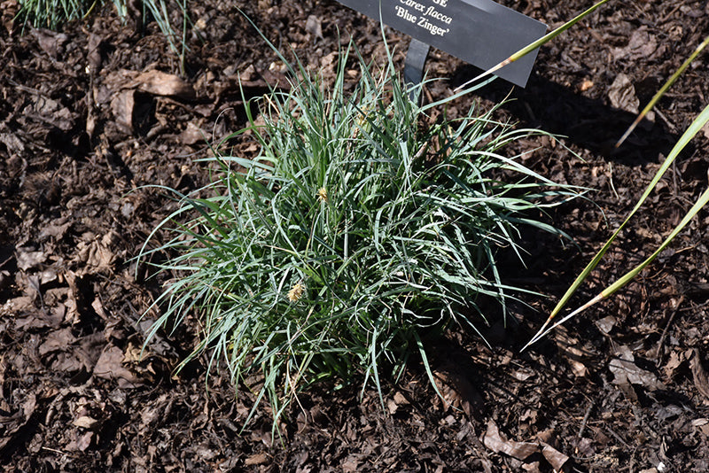 Carex flacca 'Blue Zinger' (Blue Sedge Grass)
