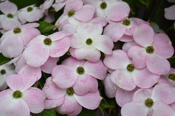 Cornus 'Stellar Pink' (Stellar Pink Flowering Dogwood)