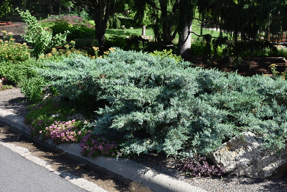 Juniperus x media 'Pfitzeriana Glauca' (Blue Pfitzer Juniper)