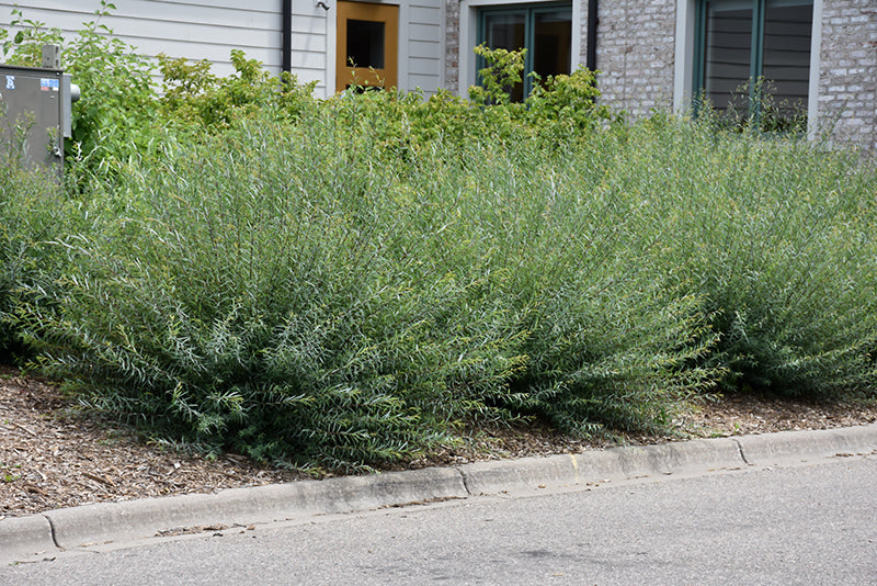 Salix purpurea 'Nana' (Creeping Arctic Willow)