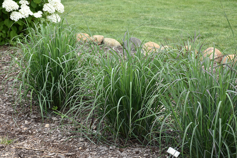 Andropogon gerardii 'Rain Dance' (Bluestem)