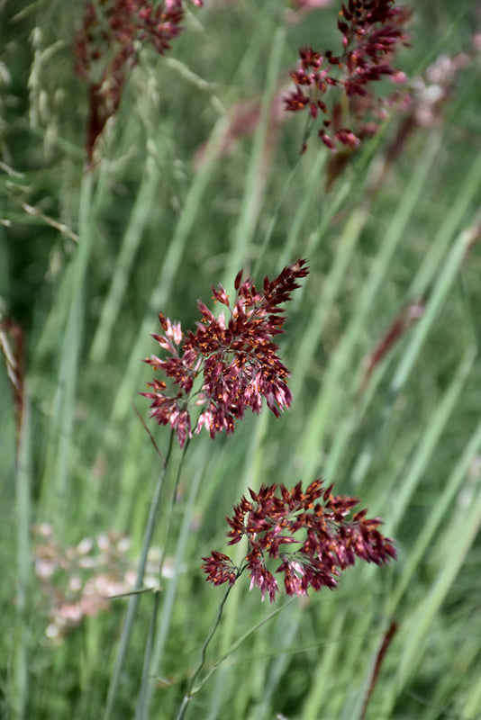 Melinis nerviglumis 'Pink Crystals' (Pink Crystals Ruby Grass)
